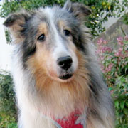 �W�����[