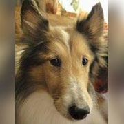 ���i���O�j